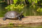 USA-Louisiana-Lake Martin Red-eared turtle on log Art Print